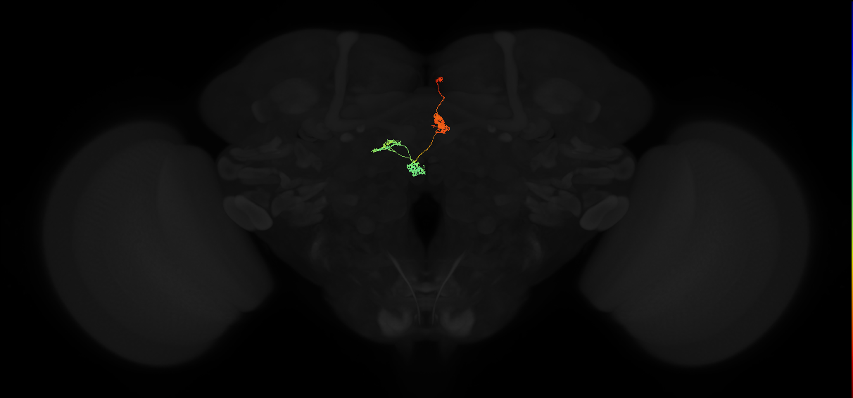 adult protocerebral bridge glomerulus 2-fan-shaped body-nodulus neuron