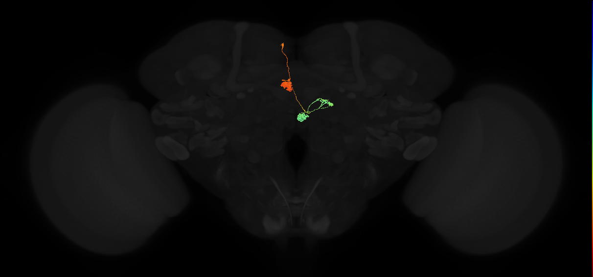 adult protocerebral bridge glomerulus 2-fan-shaped body-nodulus neuron
