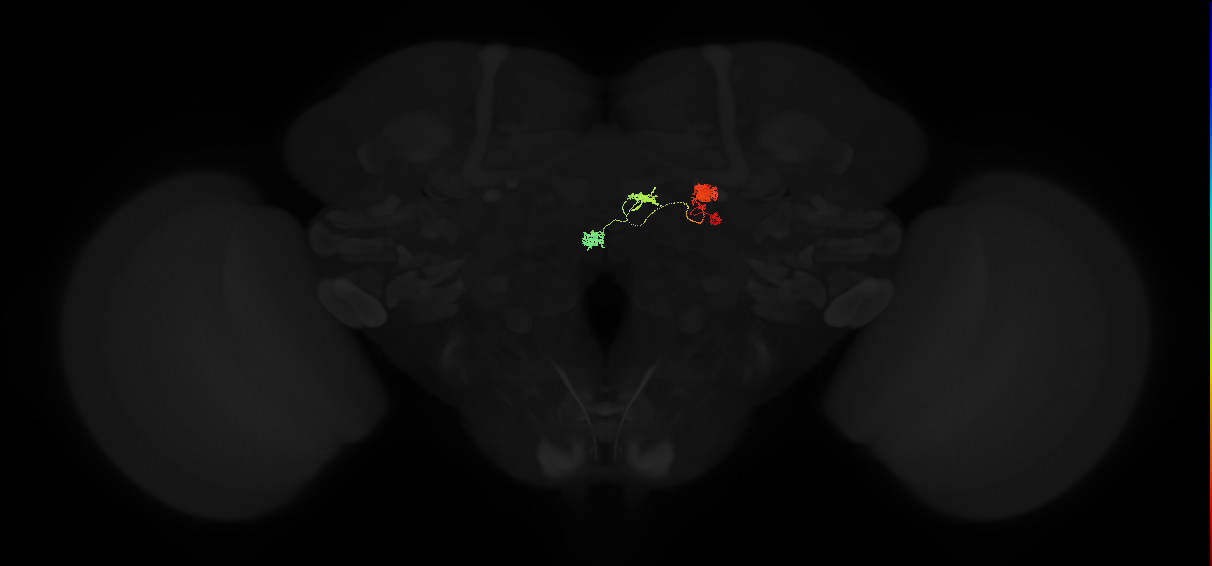 protocerebral bridge 1 glomerulus-fan-shaped body-nodulus 2 dorsal domain neuron