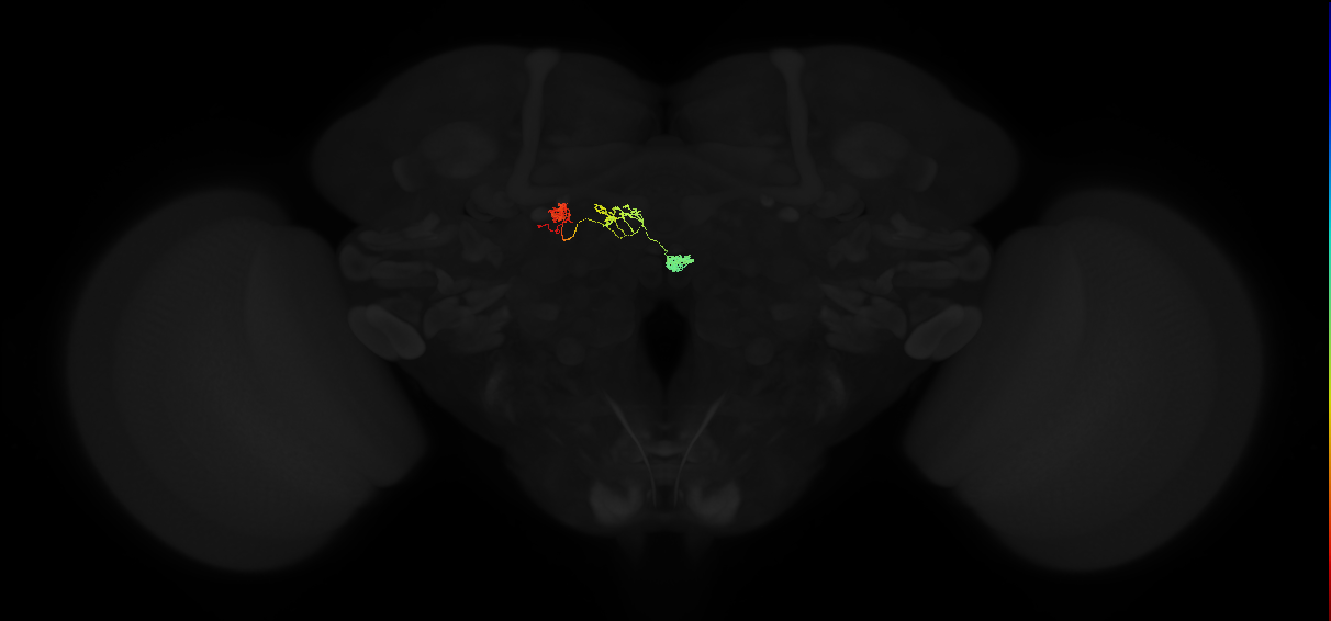 protocerebral bridge glomerulus 8-fan-shaped body-nodulus 2 dorsal domain neuron