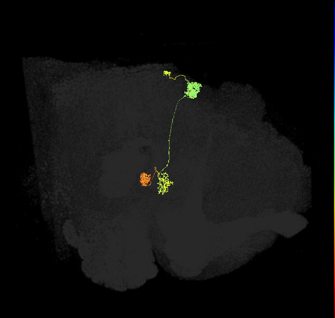 protocerebral bridge glomerulus 9-fan-shaped body-nodulus 2 dorsal domain neuron