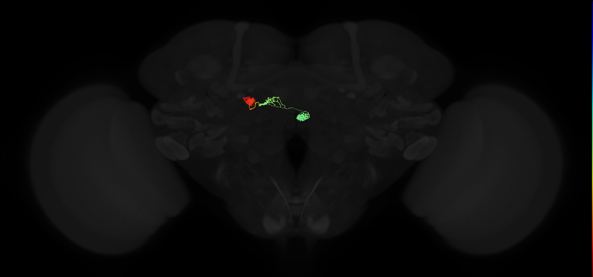 protocerebral bridge glomerulus 9-fan-shaped body-nodulus 2 dorsal domain neuron