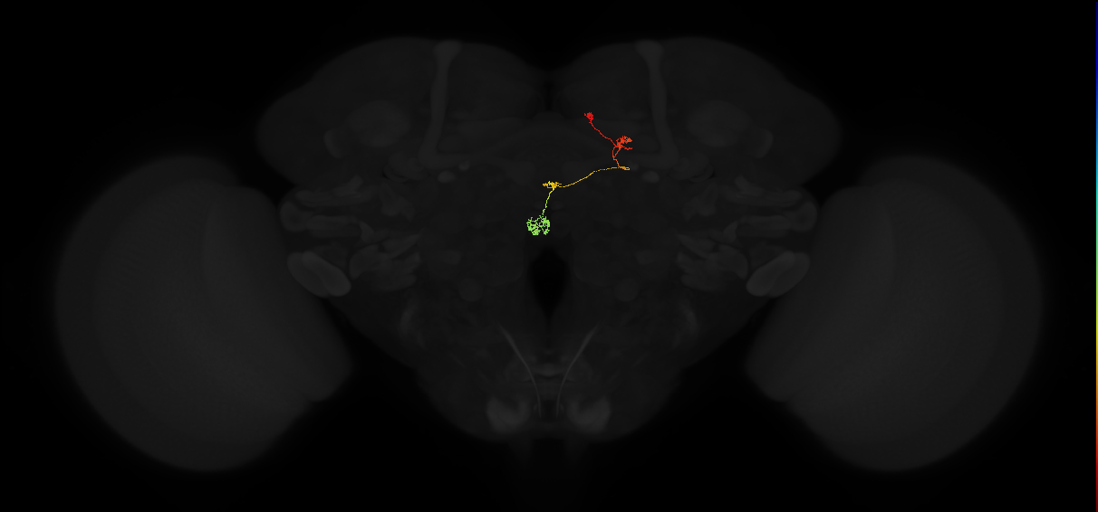 protocerebral bridge glomerulus 6-fan-shaped body-nodulus 3 medial domain neuron