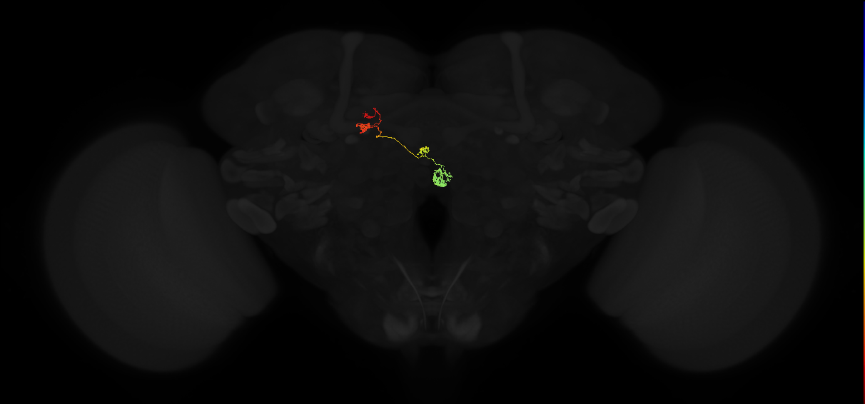 protocerebral bridge glomerulus 7-fan-shaped body-nodulus 3 medial domain neuron
