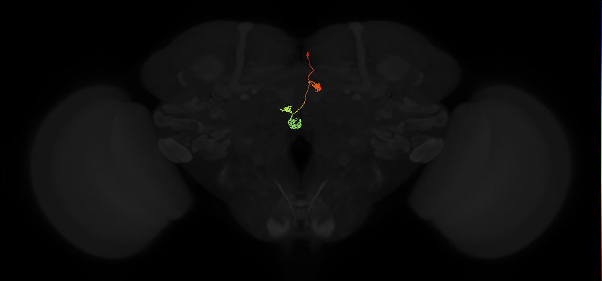 adult protocerebral bridge glomerulus 3-fan-shaped body-nodulus neuron