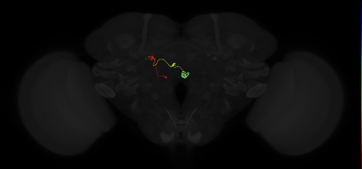 protocerebral bridge glomerulus 8-fan-shaped body-nodulus 3 medial domain neuron