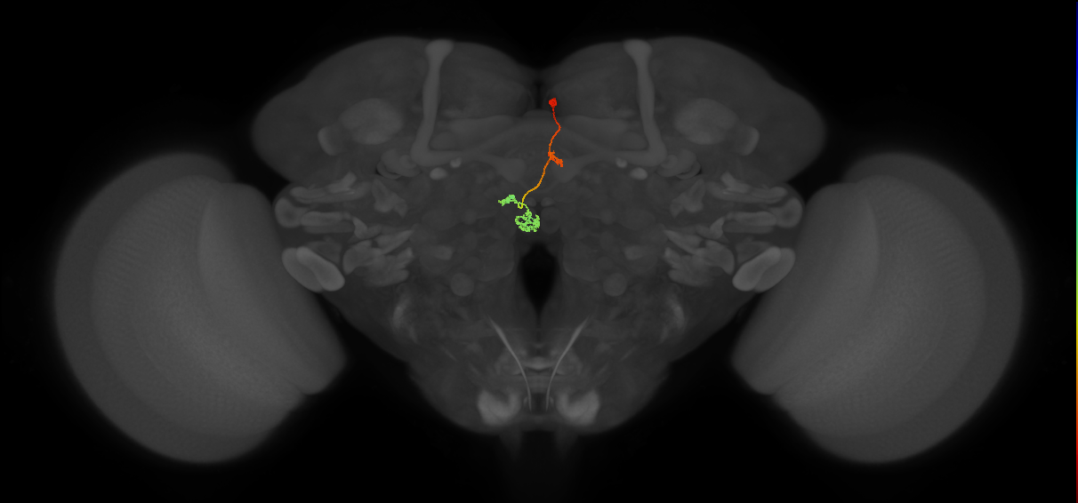 PFNm_a(PB02a)_R2_C9 (FlyEM-HB:663225743)