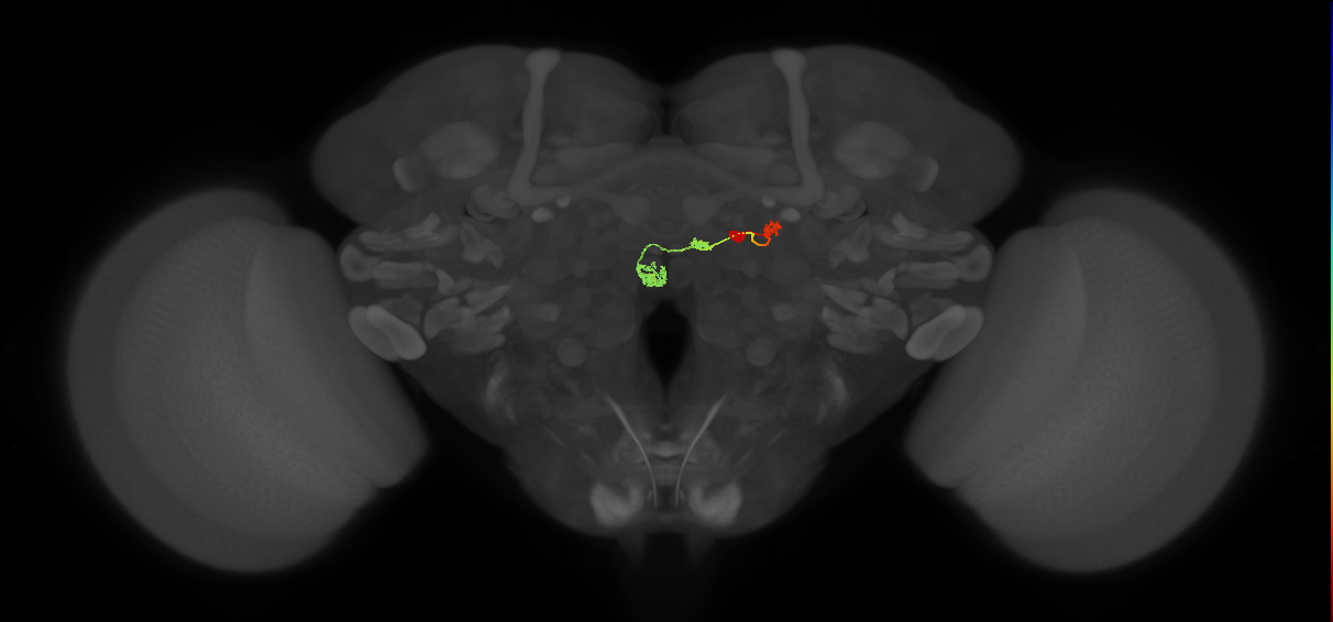 PFNm_a(PB02a)_R9_C1 (FlyEM-HB:1310499077)