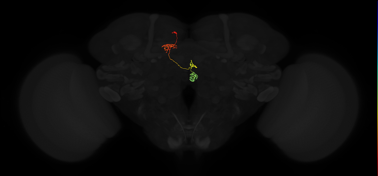 protocerebral bridge glomerulus 5-fan-shaped body-nodulus 3 medial domain neuron