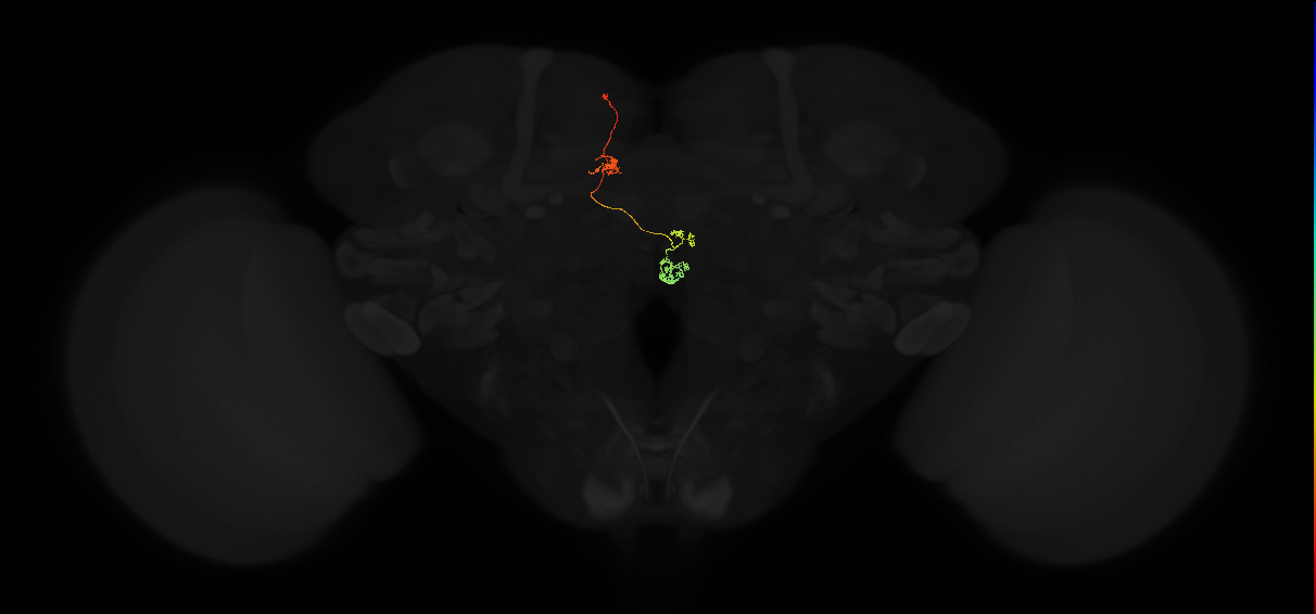 protocerebral bridge glomerulus 4-fan-shaped body-nodulus 3 medial domain neuron
