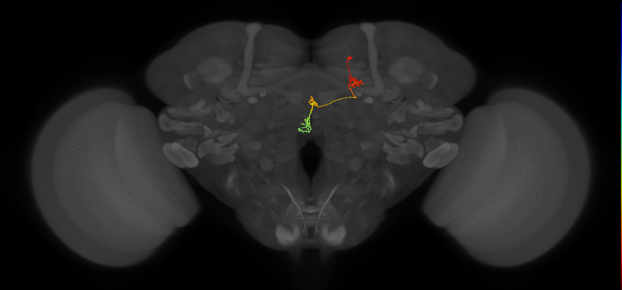 PFNm_b(PB02b)_R6_C5 (FlyEM-HB:662840966)