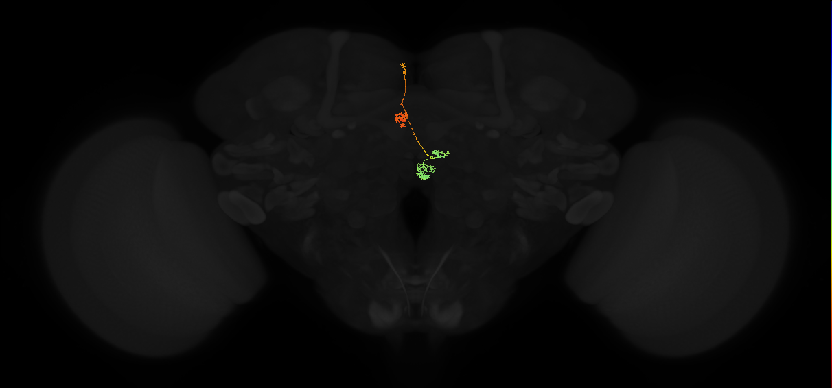 protocerebral bridge glomerulus 2-fan-shaped body-nodulus 3 medial domain neuron