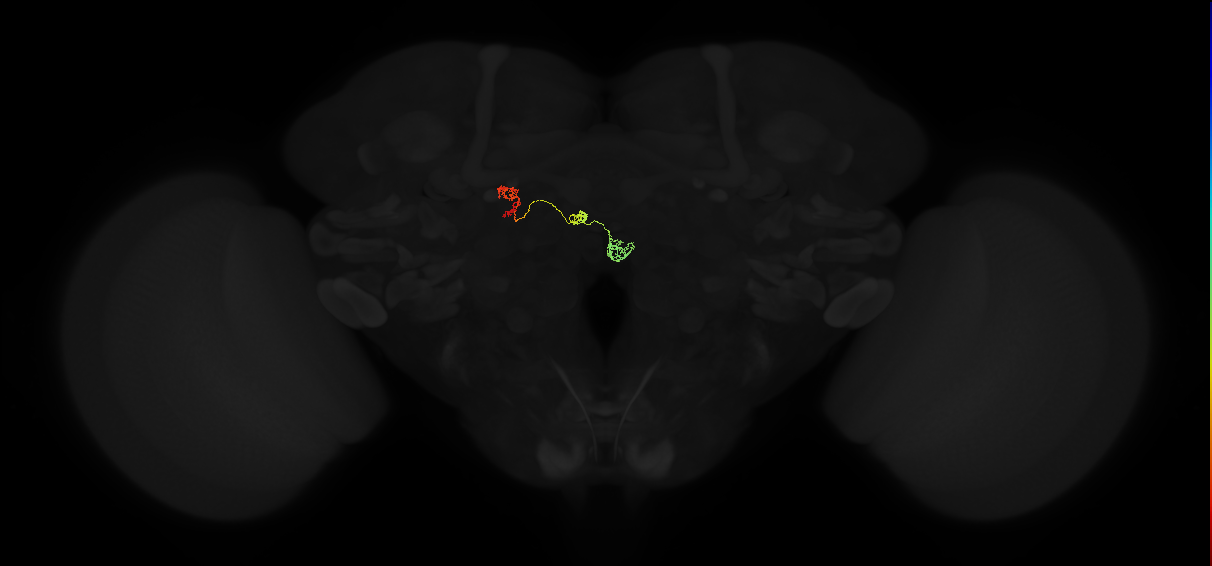 adult protocerebral bridge glomerulus 8-fan-shaped body-nodulus neuron
