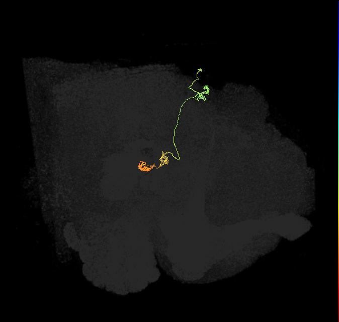 PFNm_b(PB02b)_R8_C3 (FlyEM-HB:1156663078)