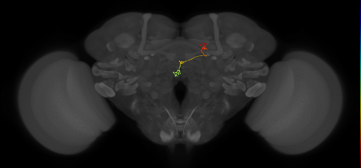 PFNp_a(PB01a)_R6_C5 (FlyEM-HB:1410450859)