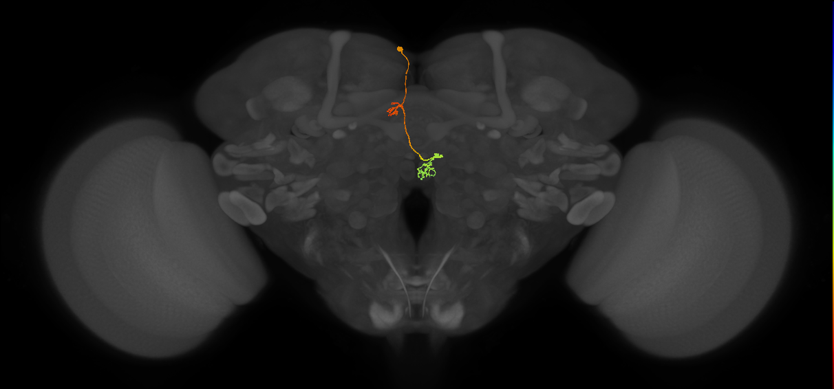 PFNp_a(PB01a)_L3_C2 (FlyEM-HB:697014777)