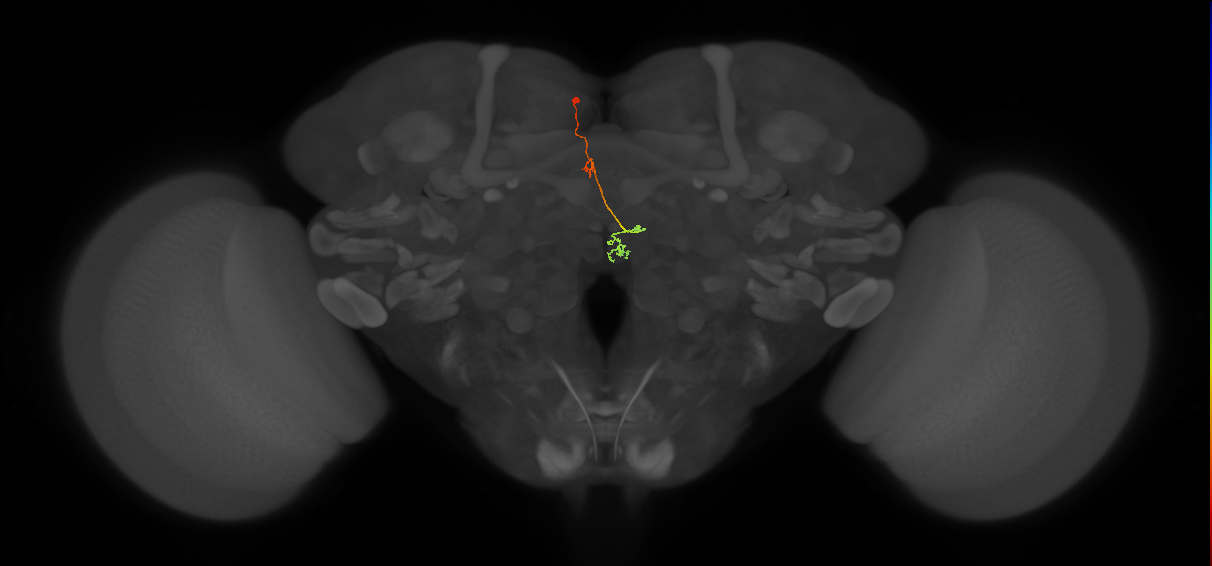 PFNp_a(PB01a)_L2_C1 (FlyEM-HB:1129456907)