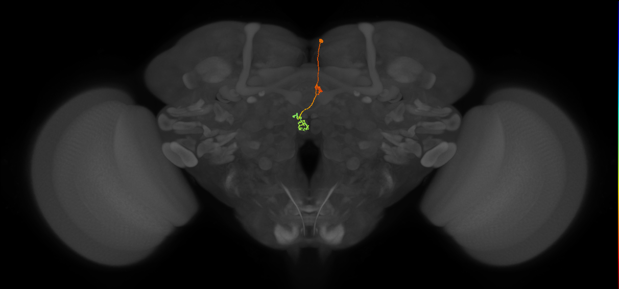 PFNp_a(PB01a)_R2_C9 (FlyEM-HB:1631486122)