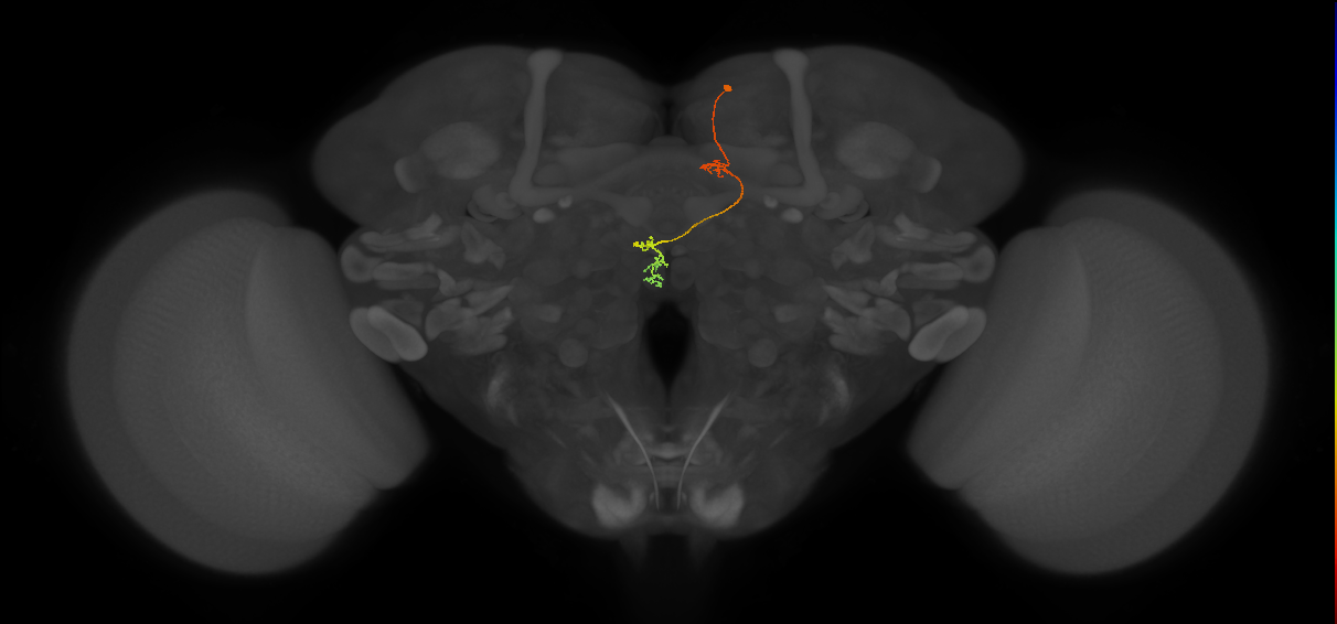 PFNp_b(PB01b)_R4_C7 (FlyEM-HB:1410450694)