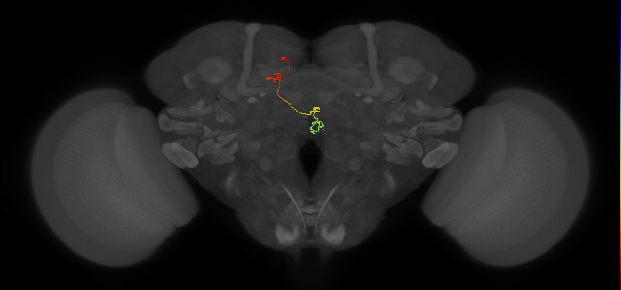 PFNp_b(PB01b)_L5_C4 (FlyEM-HB:5813127525)