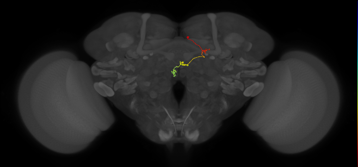 PFNp_b(PB01b)_R7_C4 (FlyEM-HB:1380408540)