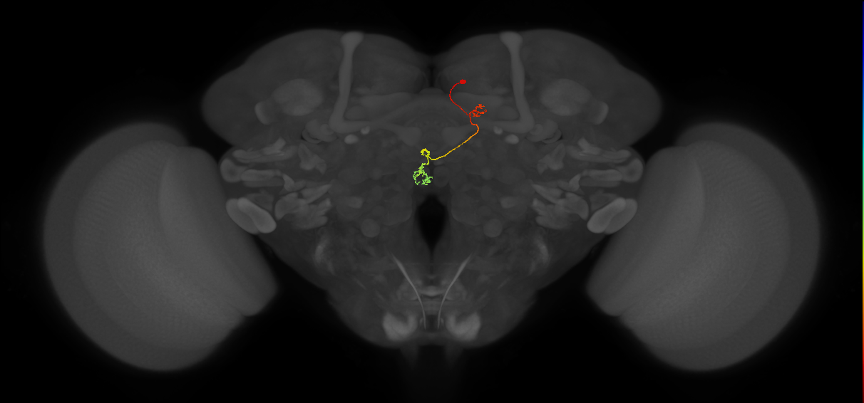 PFNp_b(PB01b)_R5_C6 (FlyEM-HB:910473088)