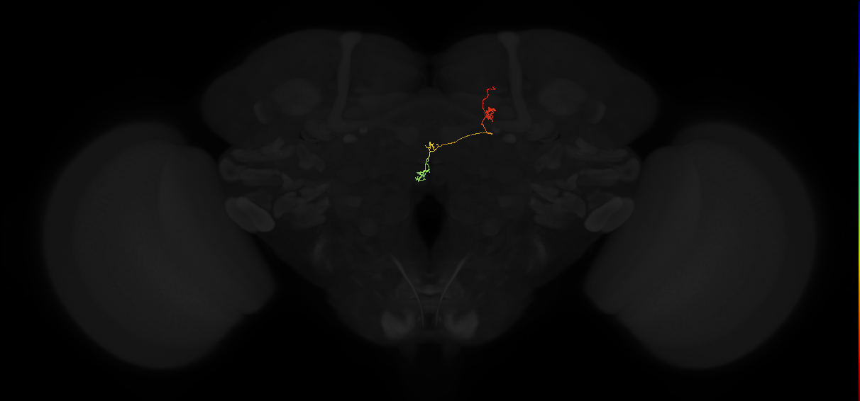 protocerebral bridge glomerulus 6-fan-shaped body-nodulus 3 posterior domain neuron