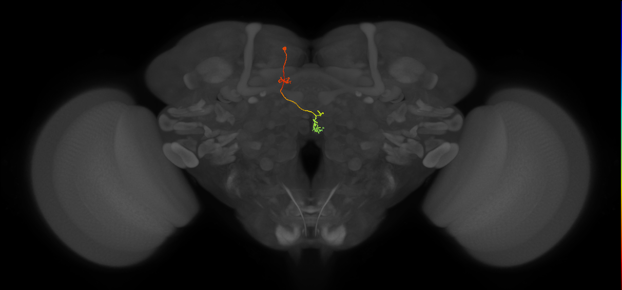 PFNp_b(PB01b)_L4_C3 (FlyEM-HB:819138027)