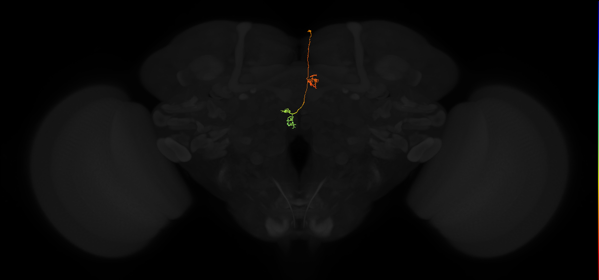 protocerebral bridge glomerulus 3-fan-shaped body-nodulus 3 posterior domain neuron