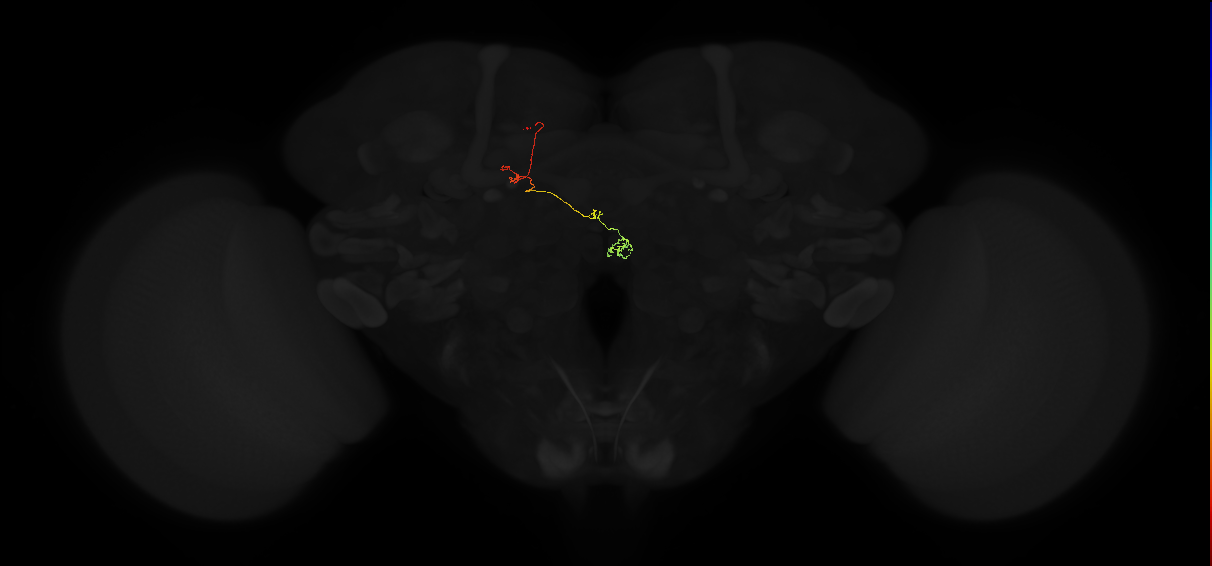 protocerebral bridge glomerulus 7-fan-shaped body-nodulus 3 posterior domain neuron