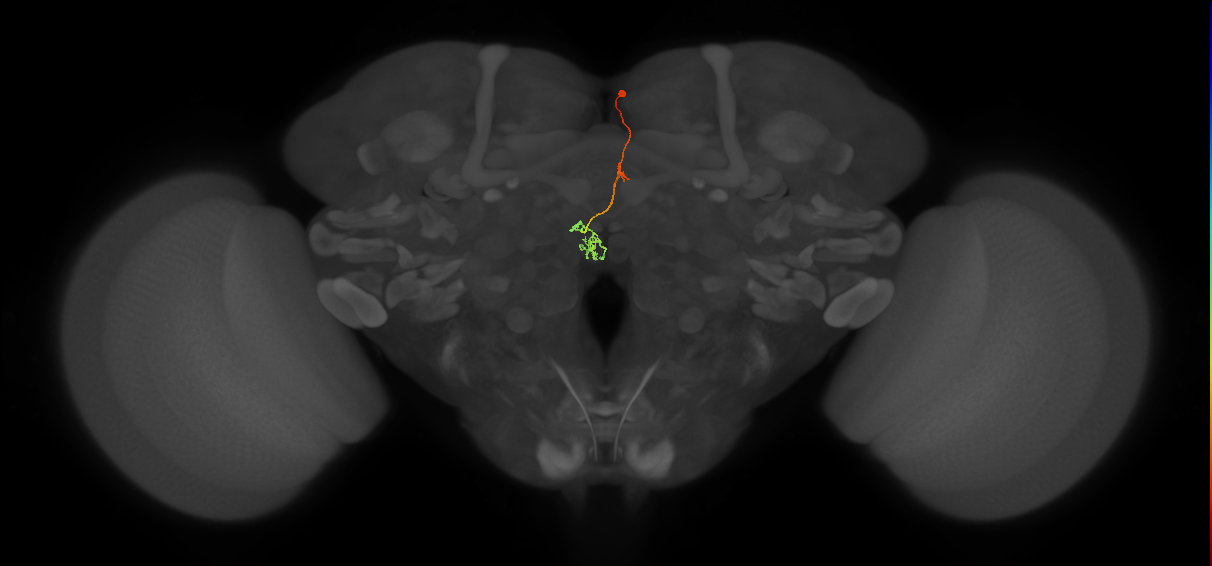 PFNp_b(PB01b)_R2_C9 (FlyEM-HB:1503581412)