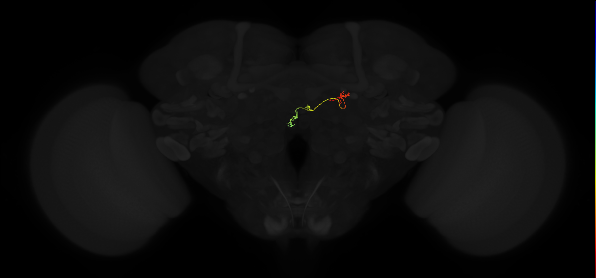 adult protocerebral bridge 1 glomerulus-fan-shaped body-nodulus neuron