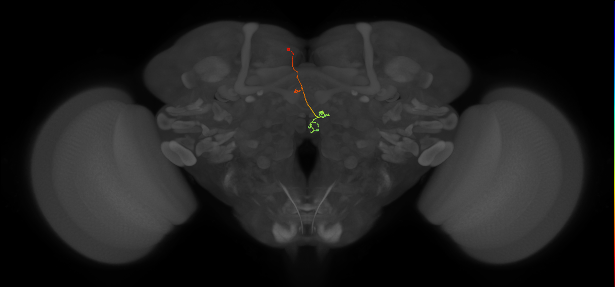 PFNp_b(PB01b)_L2_C1 (FlyEM-HB:943592989)