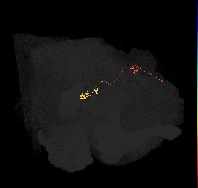 PFNp_c(PB01c)_L4_C3 (FlyEM-HB:911215499)