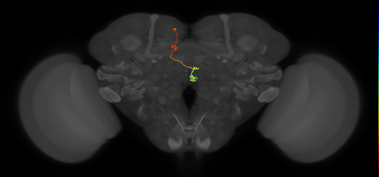 PFNp_c(PB01c)_L4_C3 (FlyEM-HB:911215499)