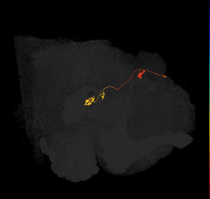 protocerebral bridge glomerulus 4-fan-shaped body-nodulus 3 posterior domain neuron