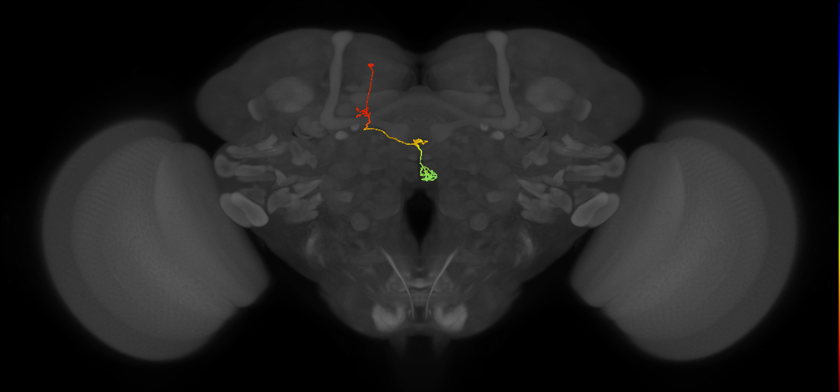 PFNp_c(PB01c)_L6_C5 (FlyEM-HB:1410472719)