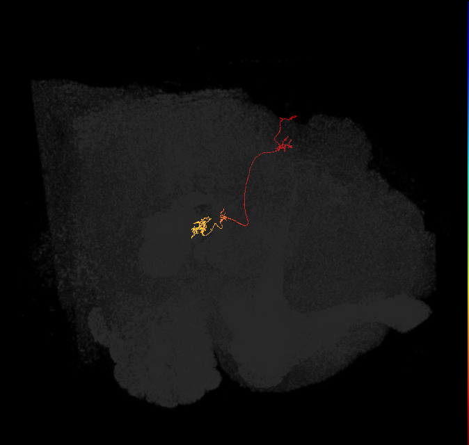 PFNp_c(PB01c)_L8_C7 (FlyEM-HB:1094722478)