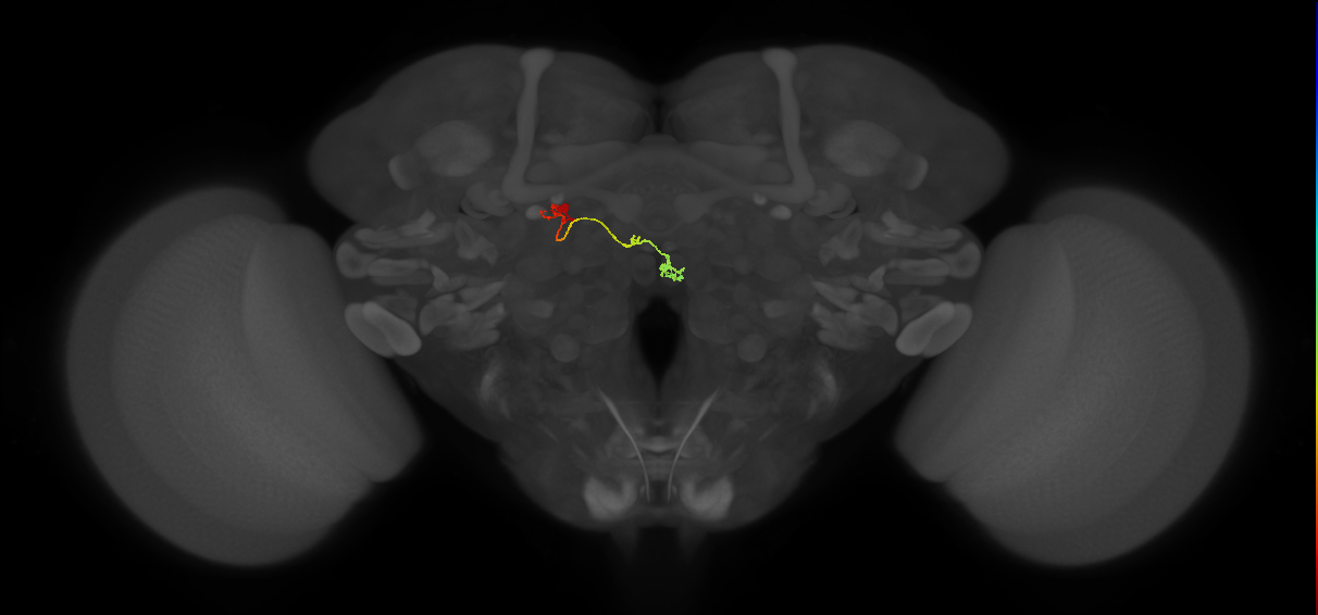 PFNp_c(PB01c)_L8_C7 (FlyEM-HB:1094722478)