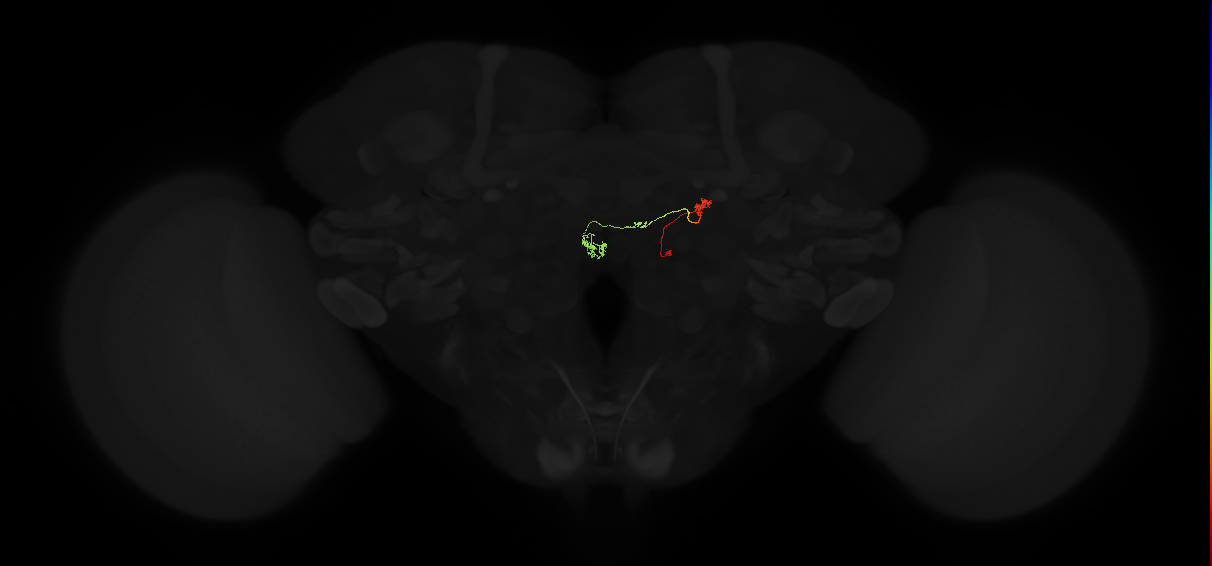 protocerebral bridge glomerulus 9-fan-shaped body-nodulus 3 posterior domain neuron