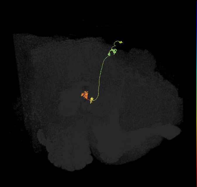 PFNp_c(PB01c)_R9_C1 (FlyEM-HB:1249098248)