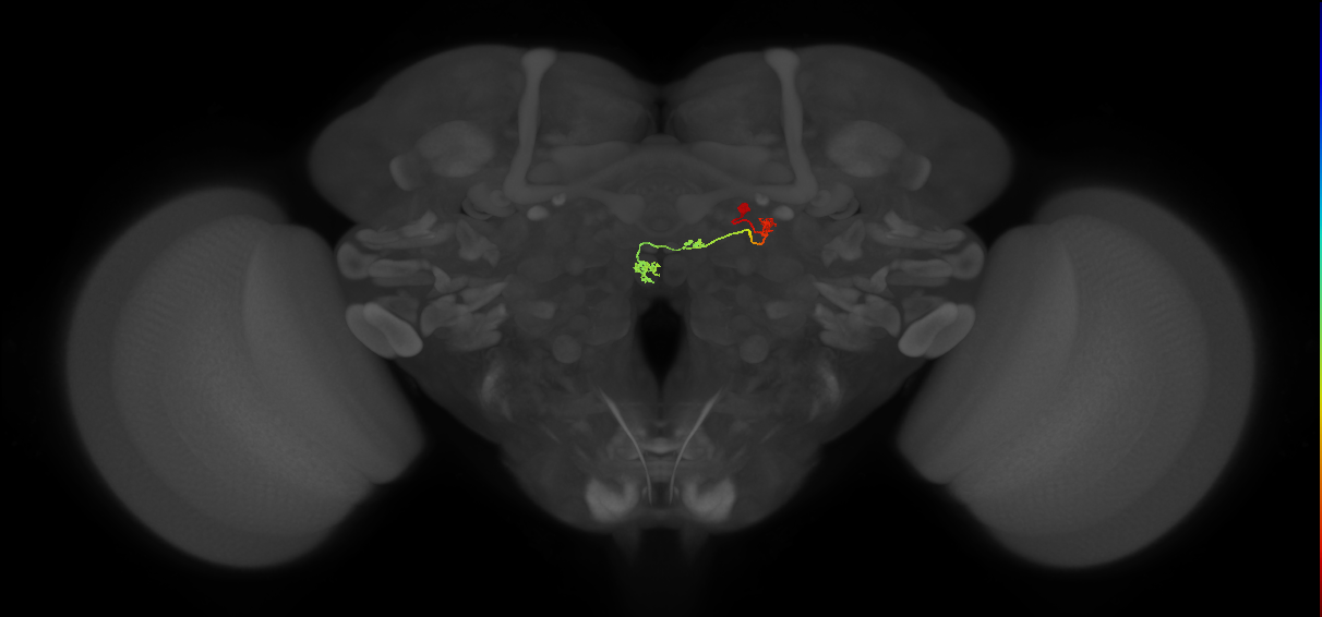 PFNp_c(PB01c)_R9_C1 (FlyEM-HB:1249098248)