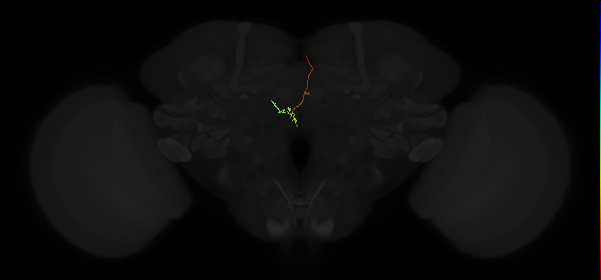 protocerebral bridge glomerulus 2-fan-shaped body-nodulus 3 posterior domain neuron