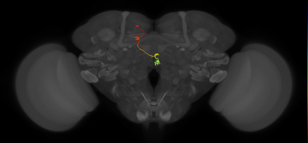 PFNp_e(PB01a)_L5_C4 (FlyEM-HB:1661122416)