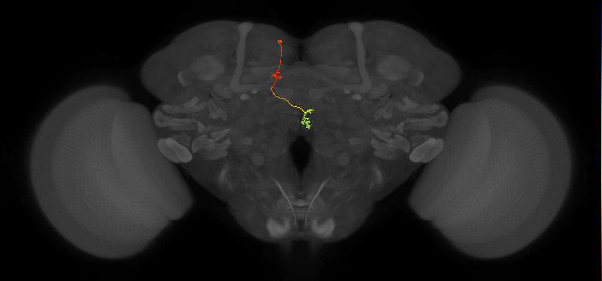 PFNp_e(PB01a)_L4_C3 (FlyEM-HB:942254492)