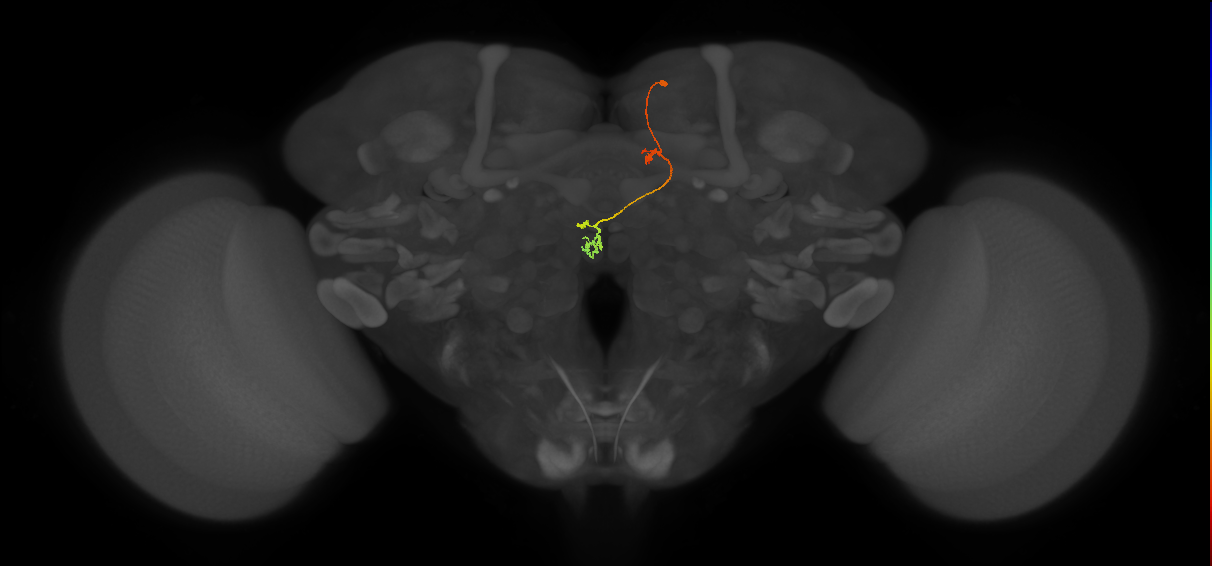 PFNp_e(PB01a)_R4_C7 (FlyEM-HB:1410105306)