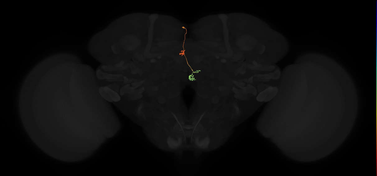 protocerebral bridge glomerulus 2-fan-shaped body-nodulus 3 posterior domain neuron