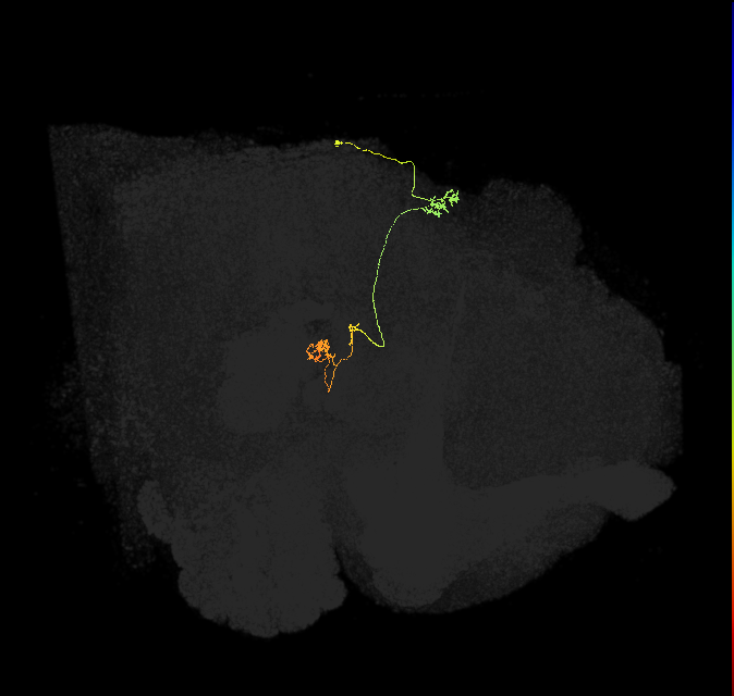 PFNp_e(PB01a)_R8_C3 (FlyEM-HB:1126310716)