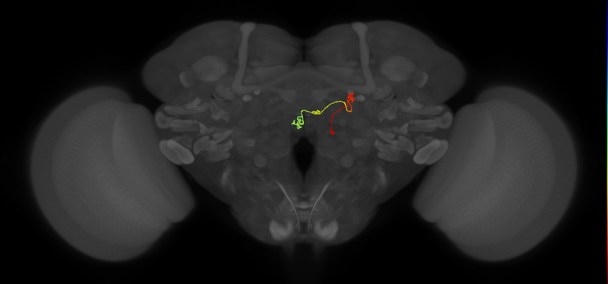 PFNp_e(PB01a)_R8_C3 (FlyEM-HB:1126310716)