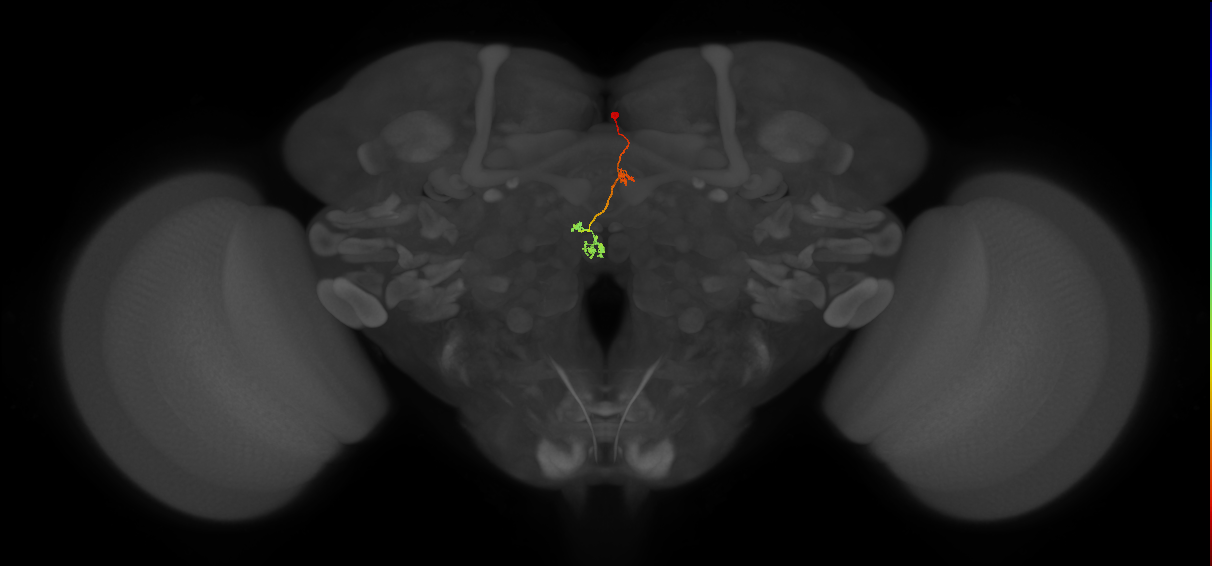 PFNp_e(PB01a)_R2_C9 (FlyEM-HB:1629093706)